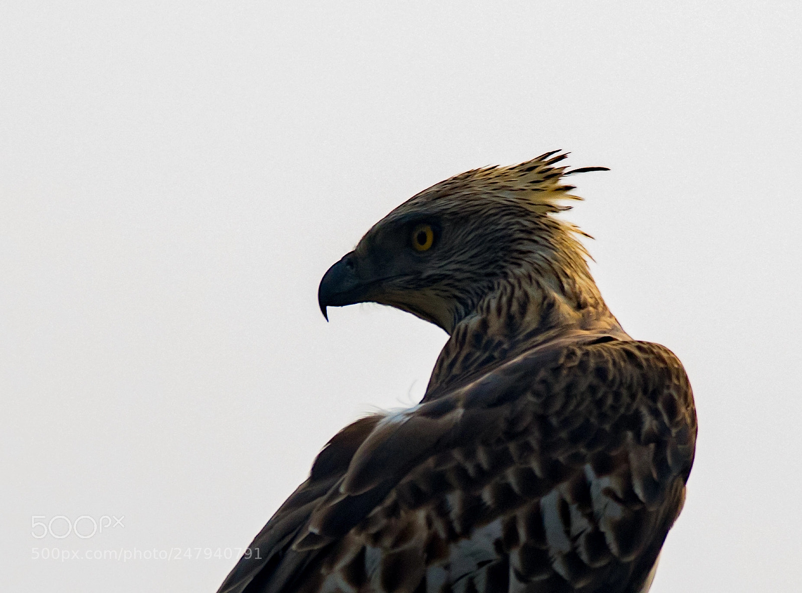 Canon EOS 7D Mark II sample photo. The mountain hawk eagle photography