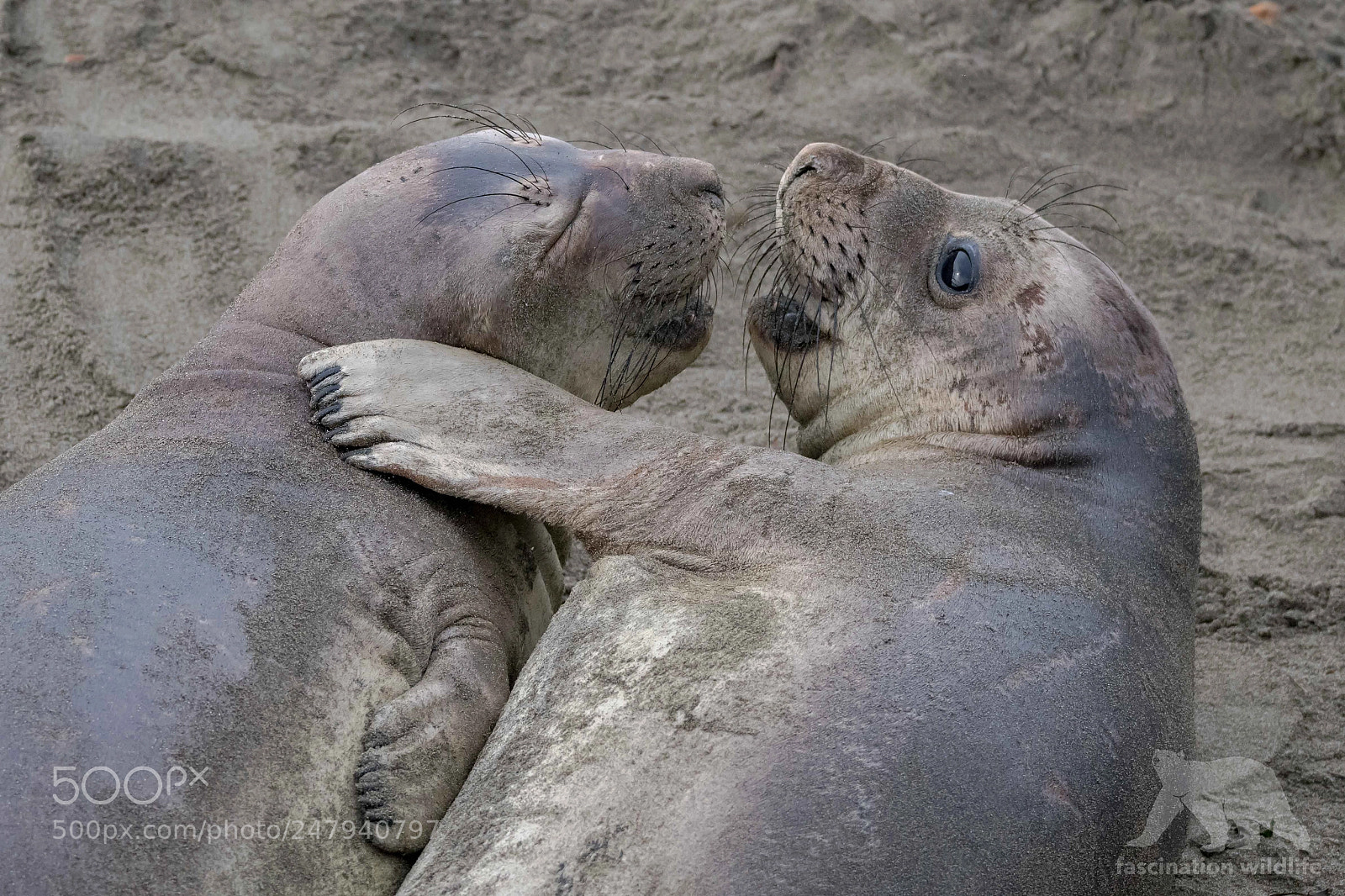 Nikon D850 sample photo. Elephant seals photography