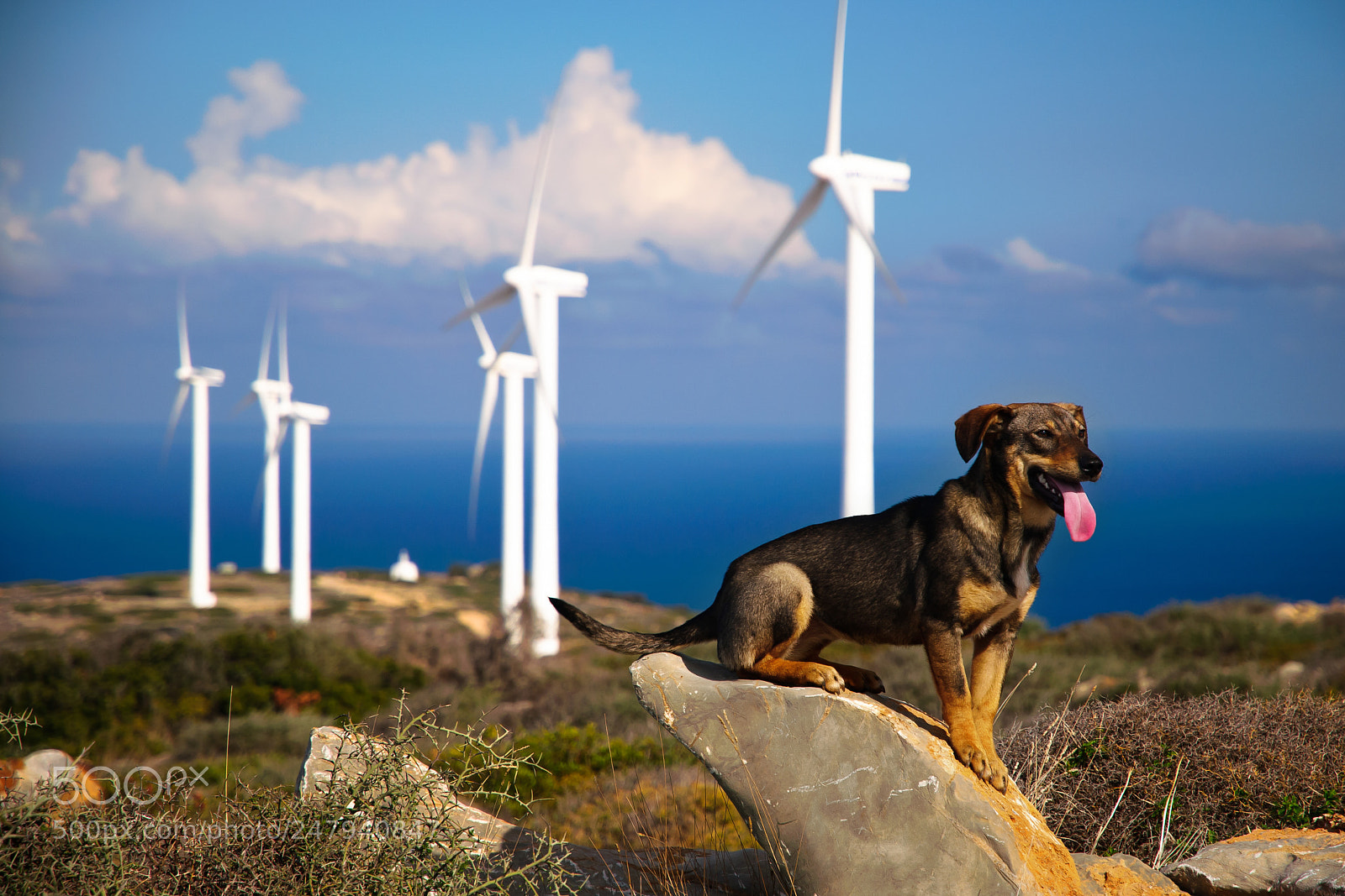 Nikon D300 sample photo. That... dog photography