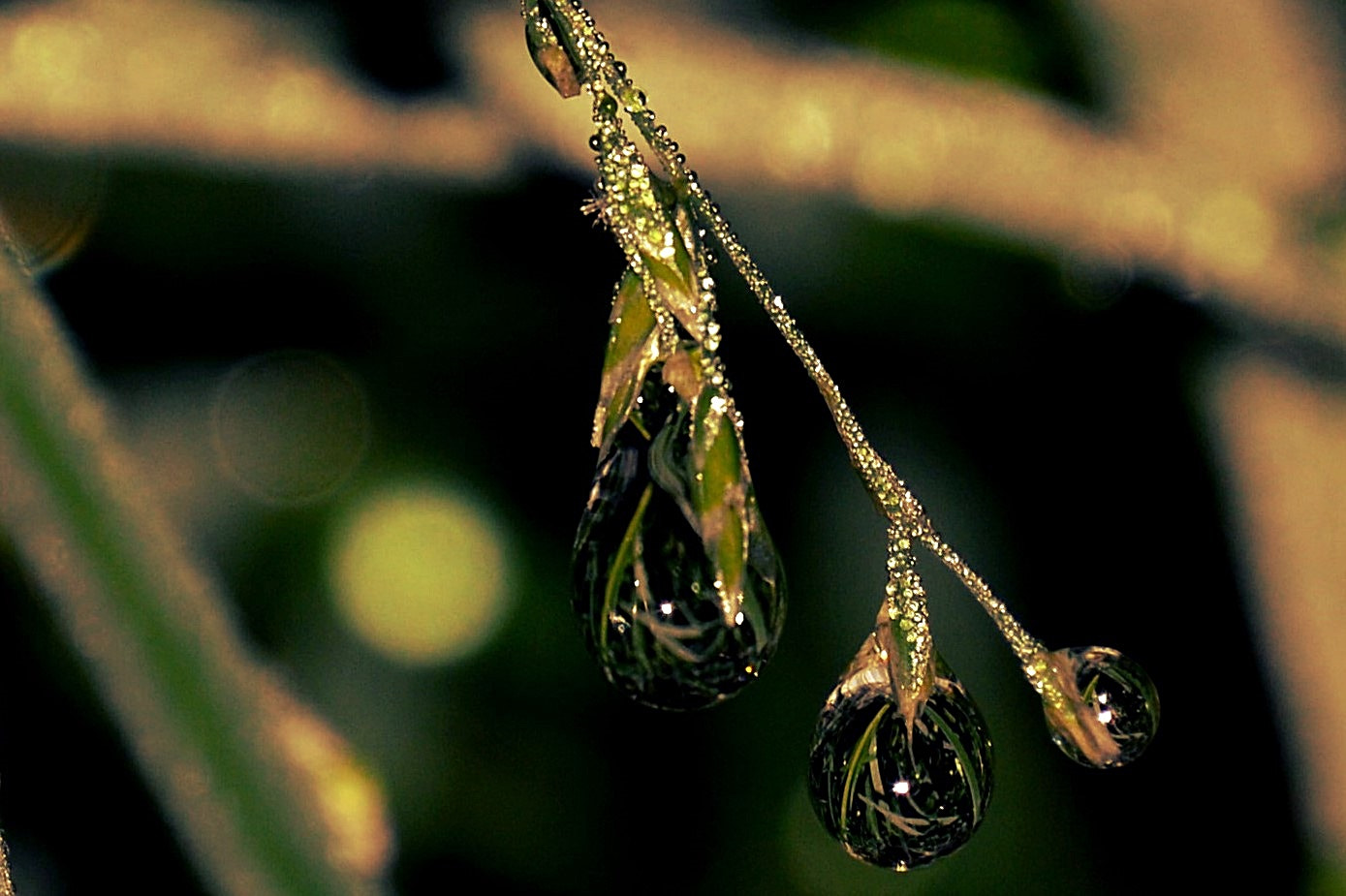 Nikon D3200 sample photo. Gouttes photography