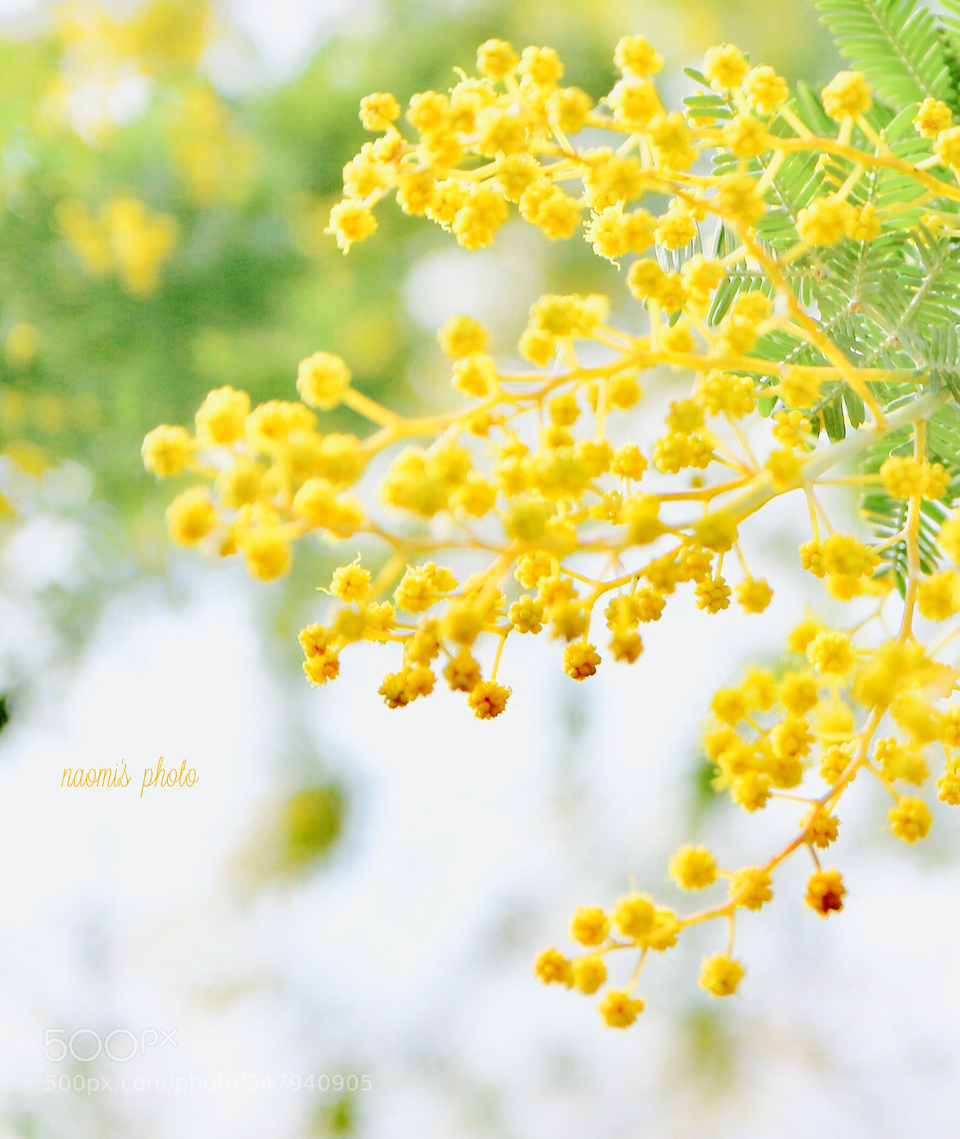 Canon EOS M10 sample photo. Mimosa photography