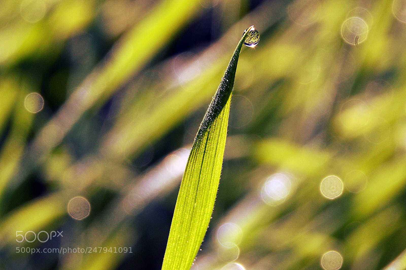Nikon D3200 sample photo. Vegetation photography