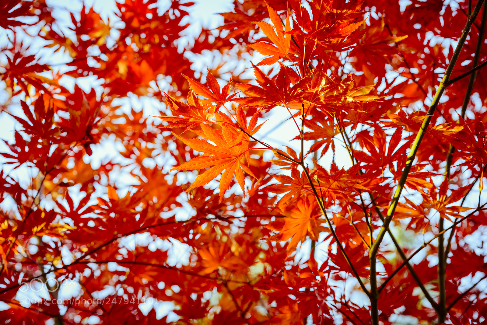 Nikon D800 sample photo. Red mapple leaves on photography