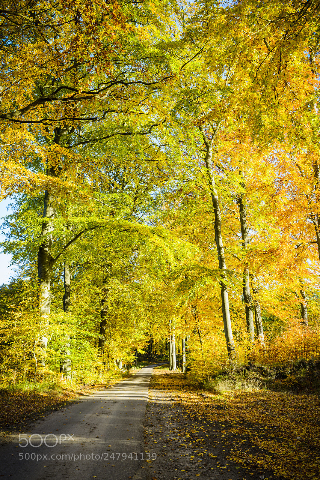 Nikon D800 sample photo. Beech forest in autumn. photography