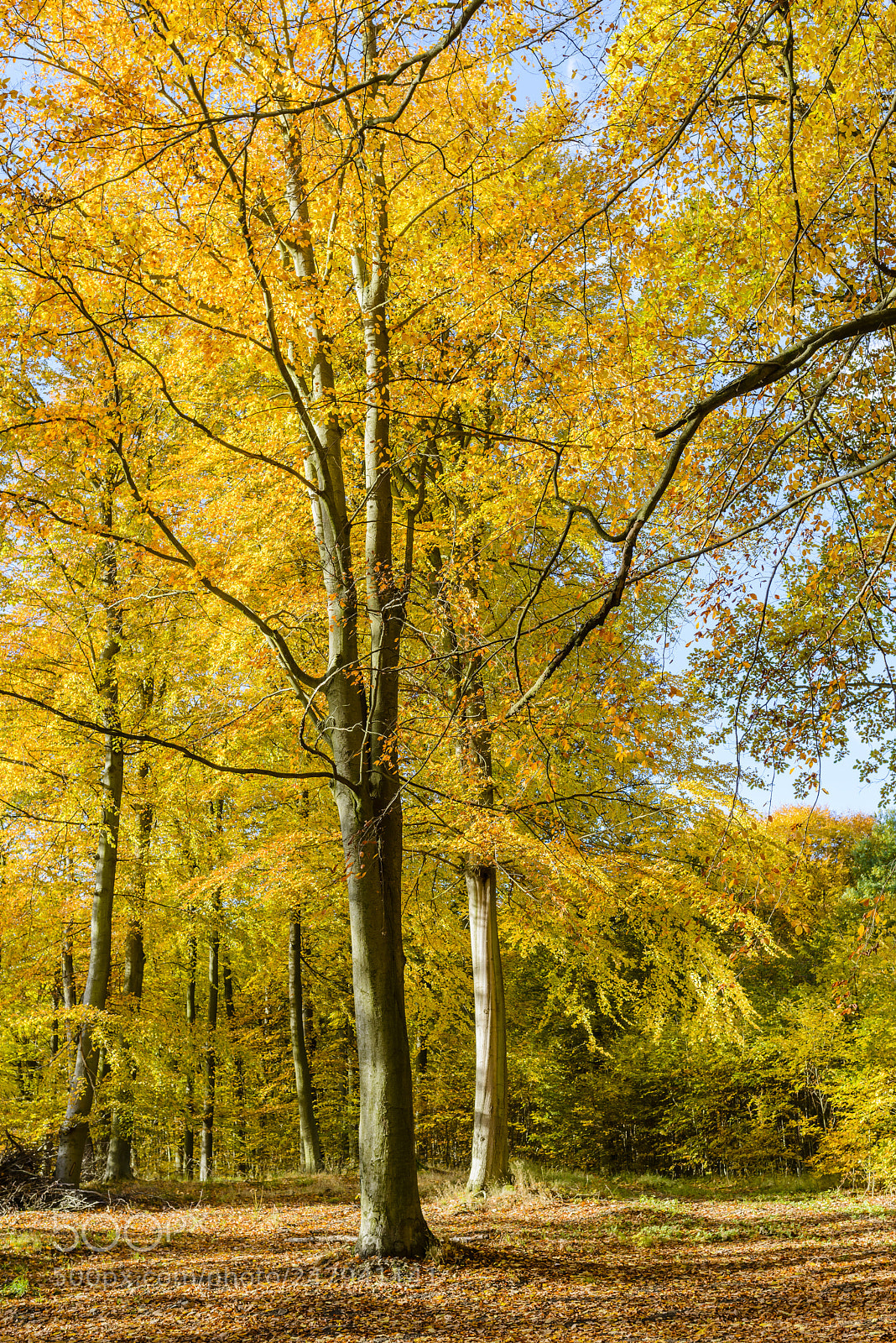 Nikon D800 sample photo. Beech forest in autumn. photography