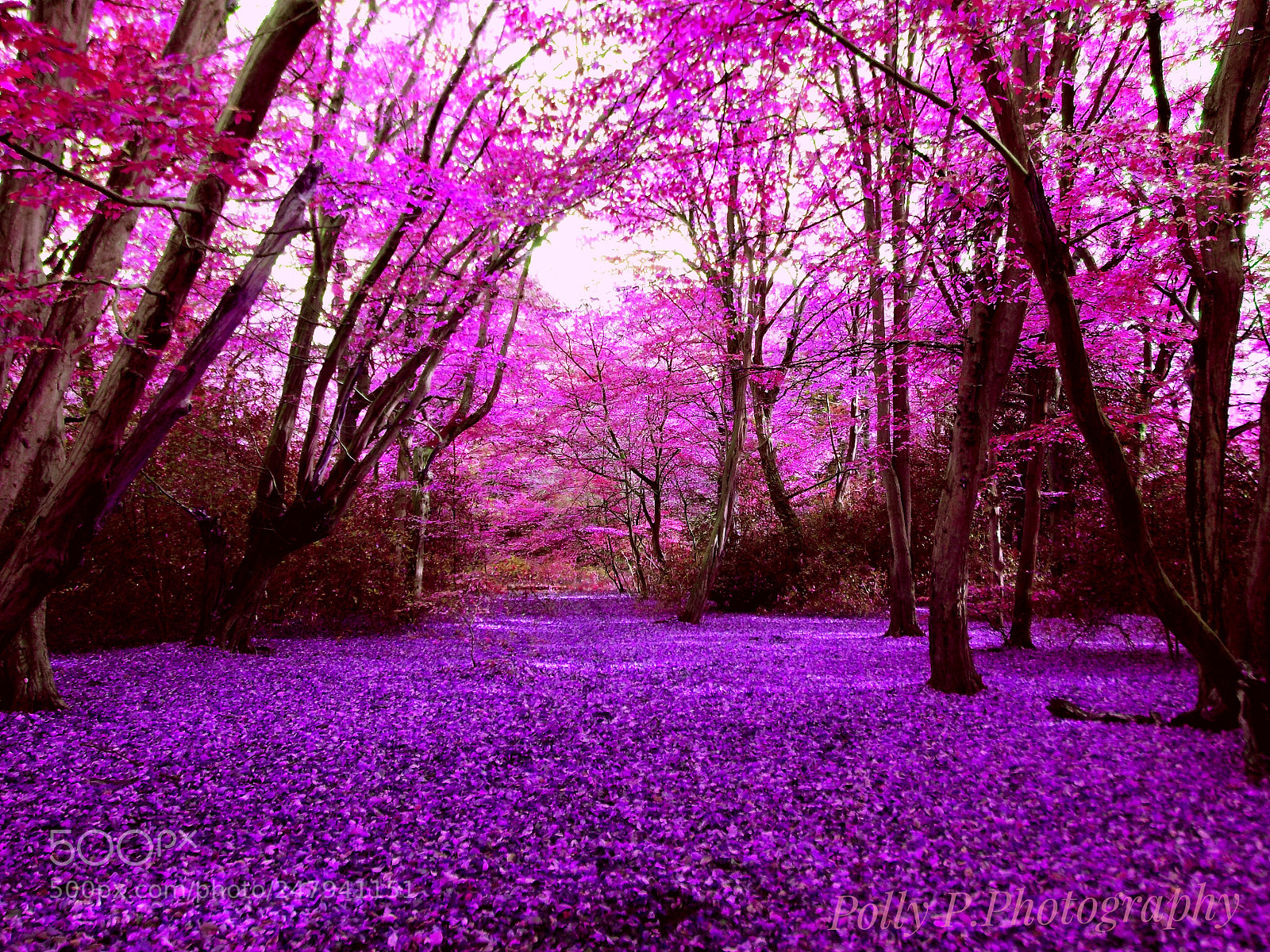 Nikon COOLPIX L330 sample photo. Autumn in purple photography