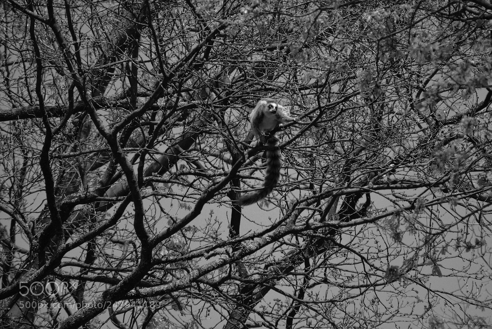 Nikon D5200 sample photo. Monkey photography