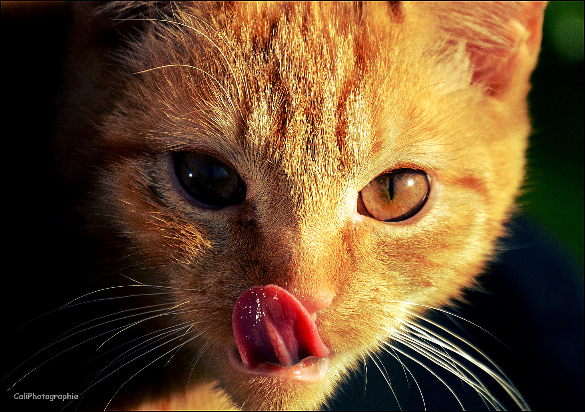Nikon D3200 sample photo. Cat photography