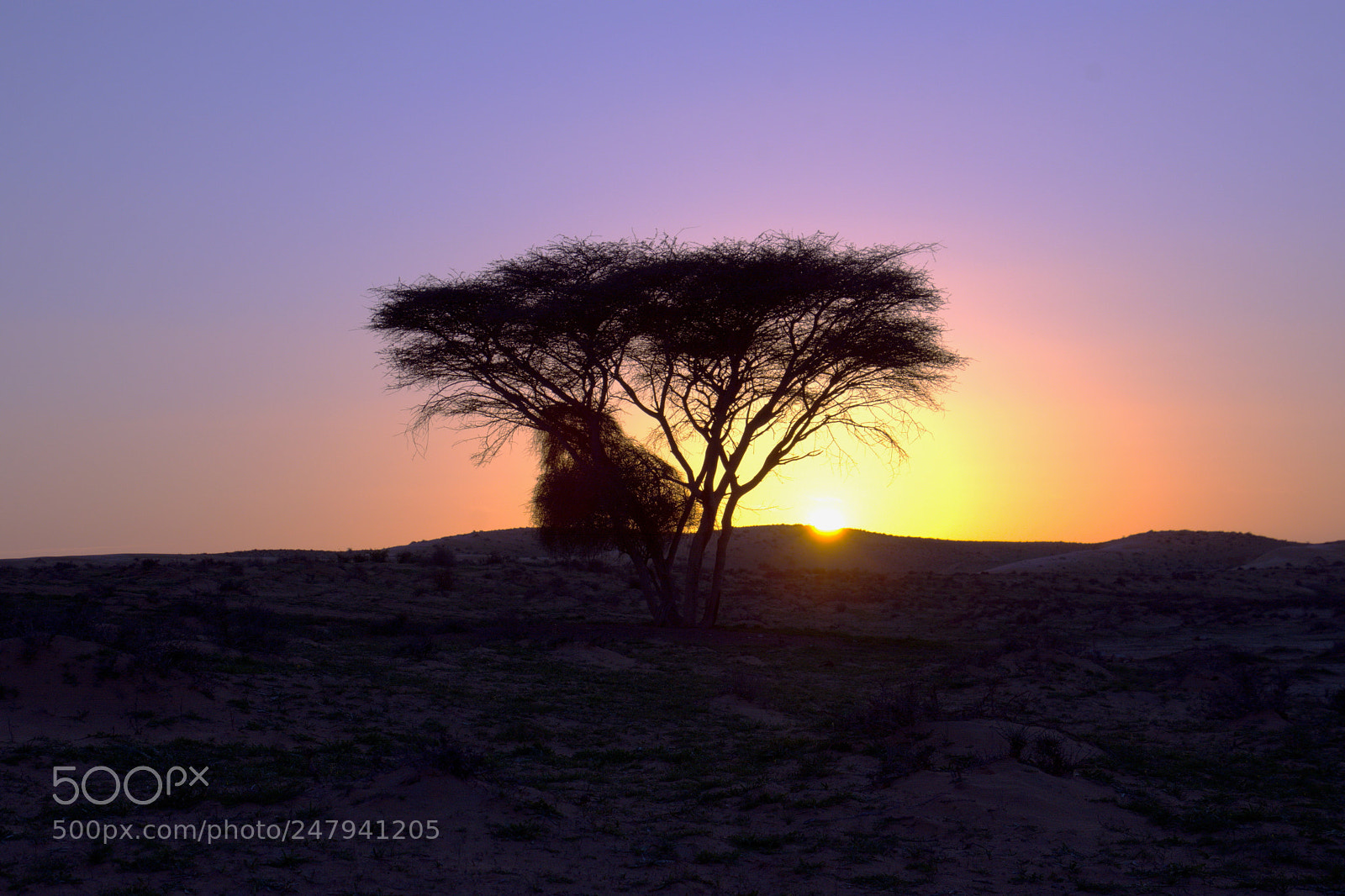 Nikon D7200 sample photo. Lone acacia in the photography