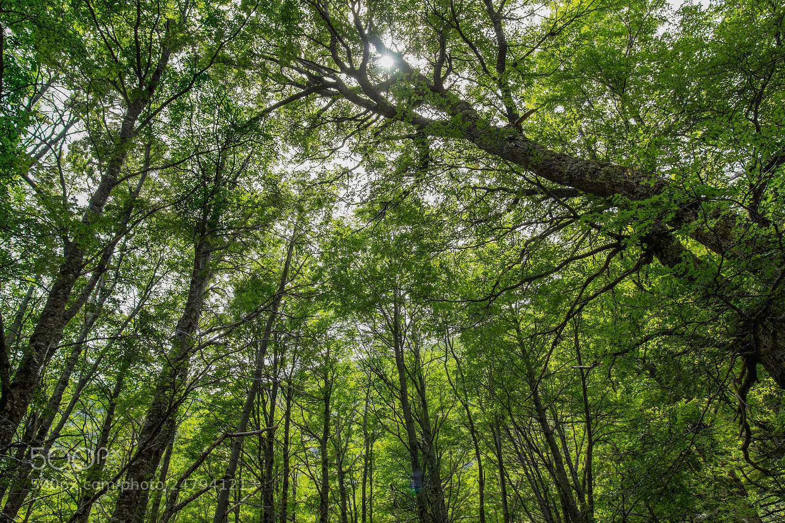 Canon EOS 60D sample photo. Mucho verde photography