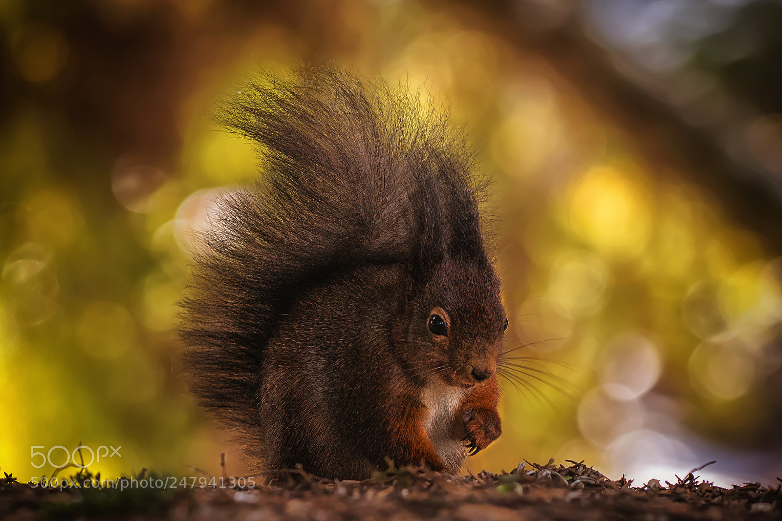 Nikon D500 sample photo. Squirrel likes it colorful... photography