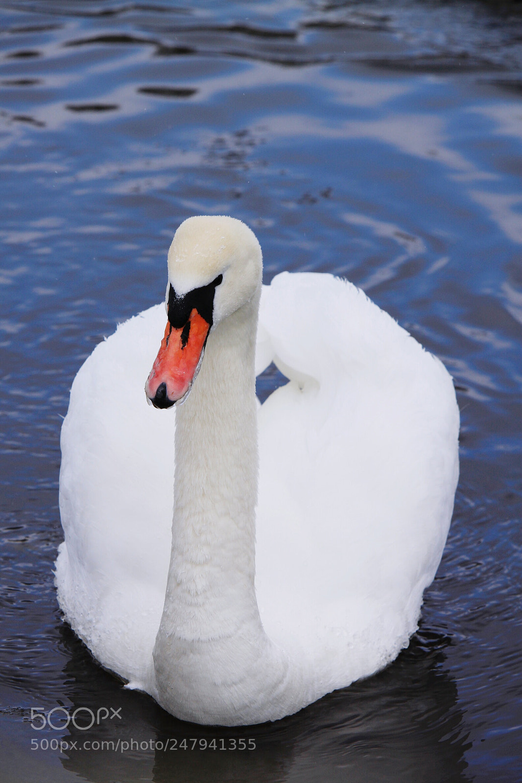 Canon EOS 500D (EOS Rebel T1i / EOS Kiss X3) sample photo. Swan close up photography