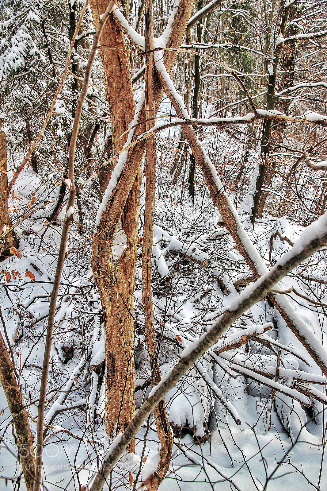 Canon EOS 600D (Rebel EOS T3i / EOS Kiss X5) sample photo. Inside a dense forest photography