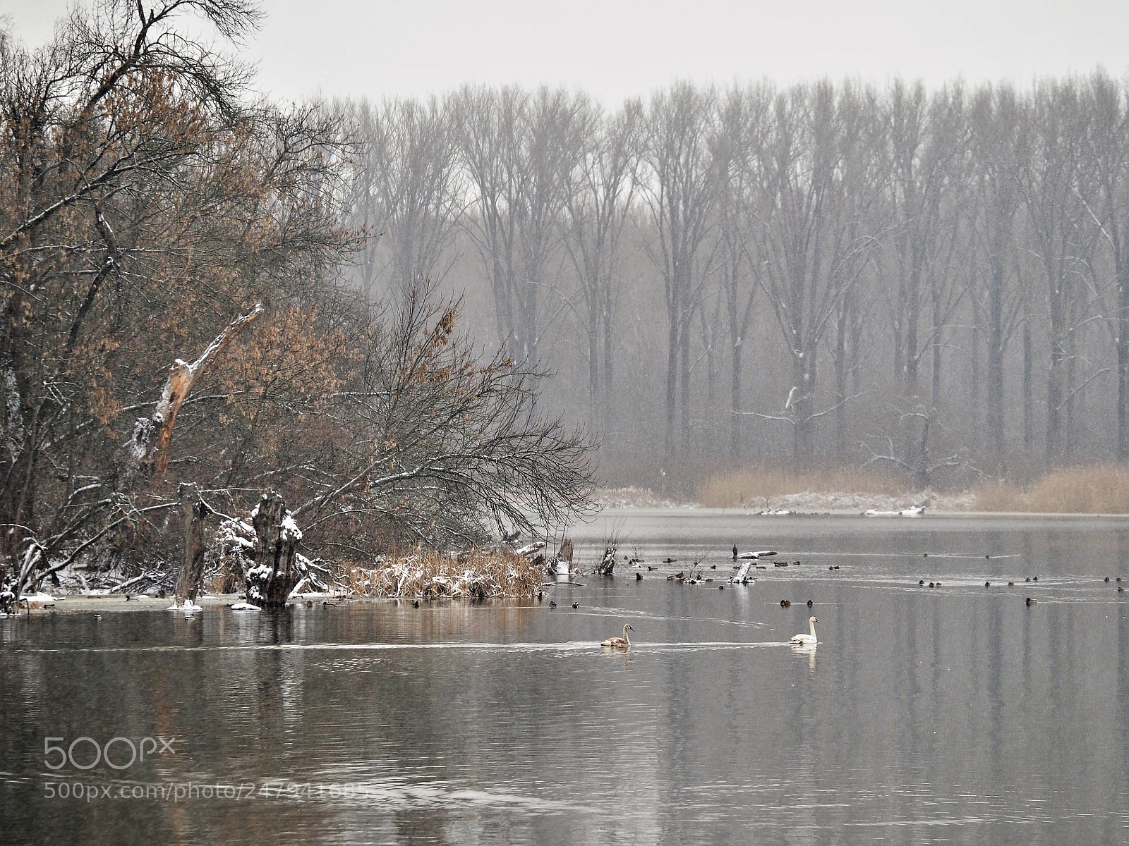 Olympus OM-D E-M1 Mark II sample photo. Trees in the mist photography