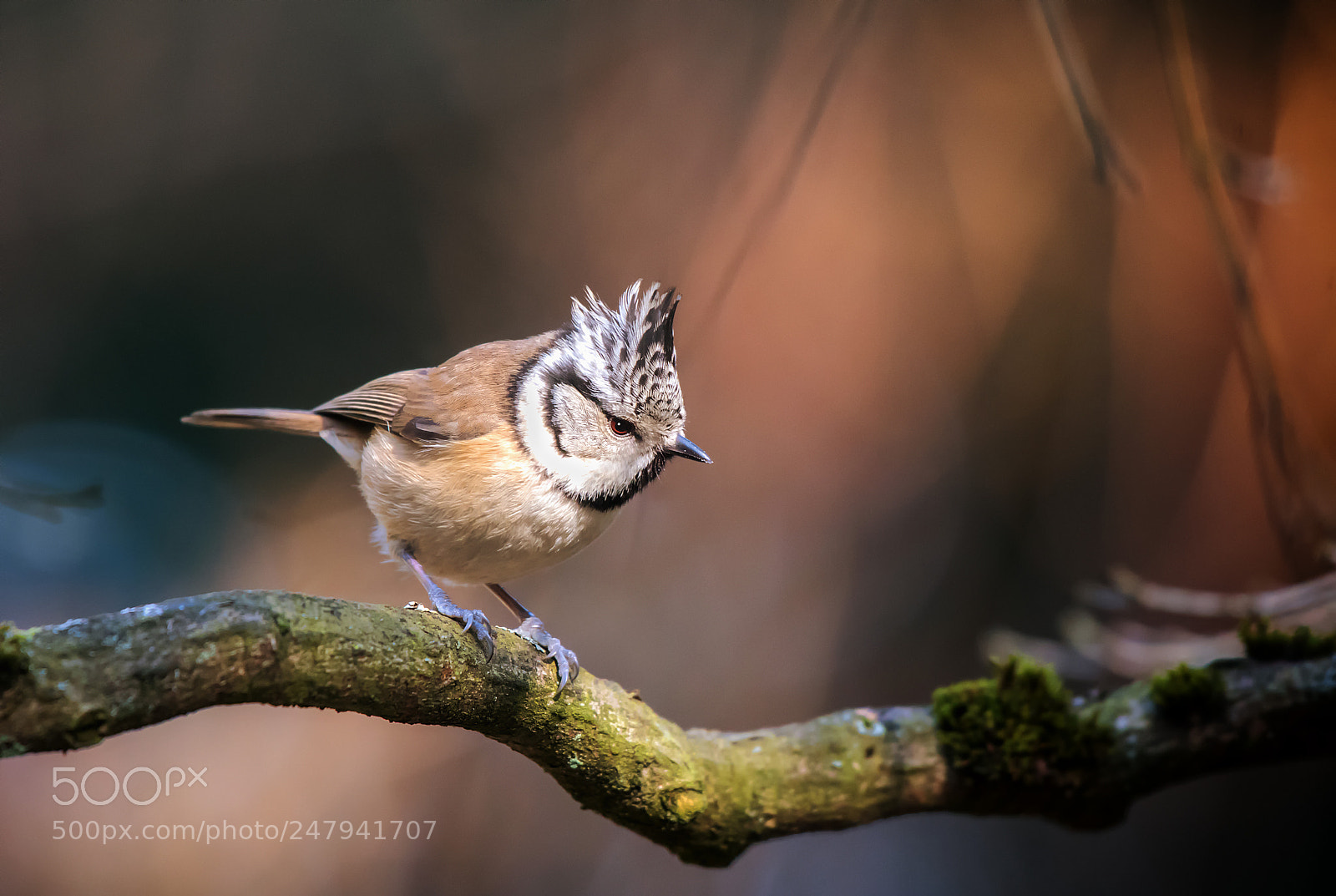 Nikon D500 sample photo. Crested tit photography