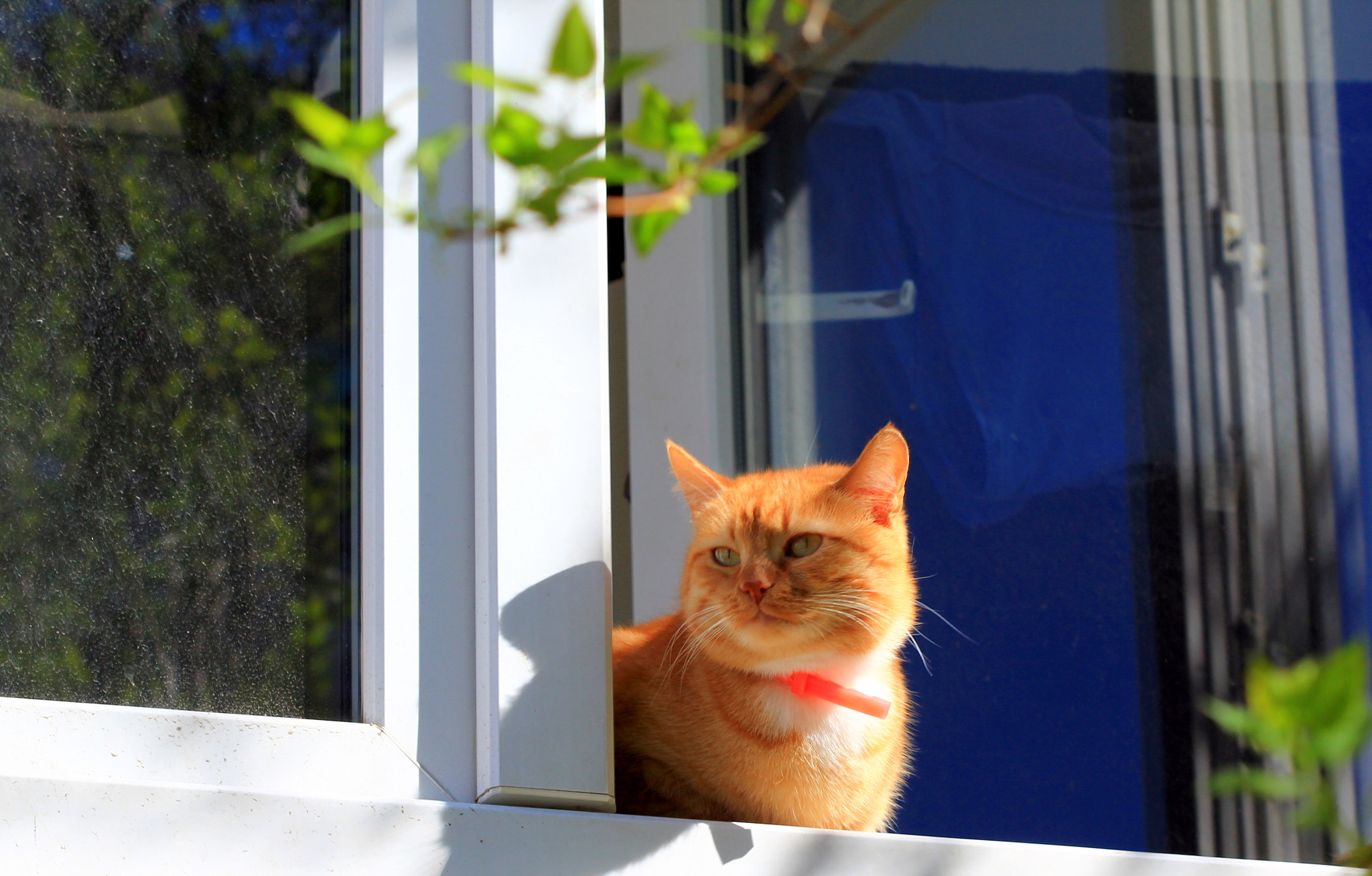 Canon EF 100mm F2.8 Macro USM sample photo. Cat photography