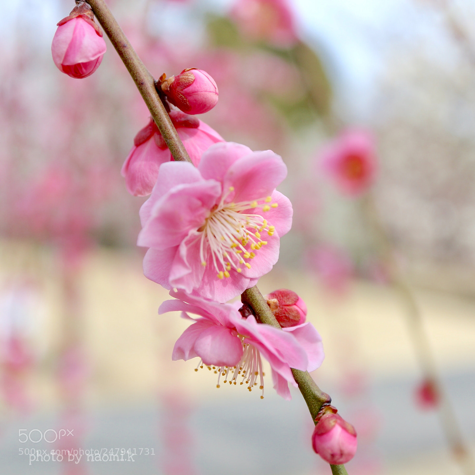 Canon EOS M10 sample photo. Plum photography