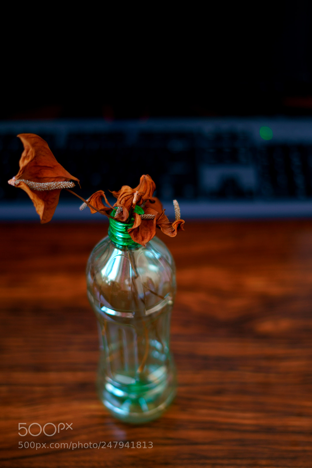 Sony a7R II sample photo. Life photography