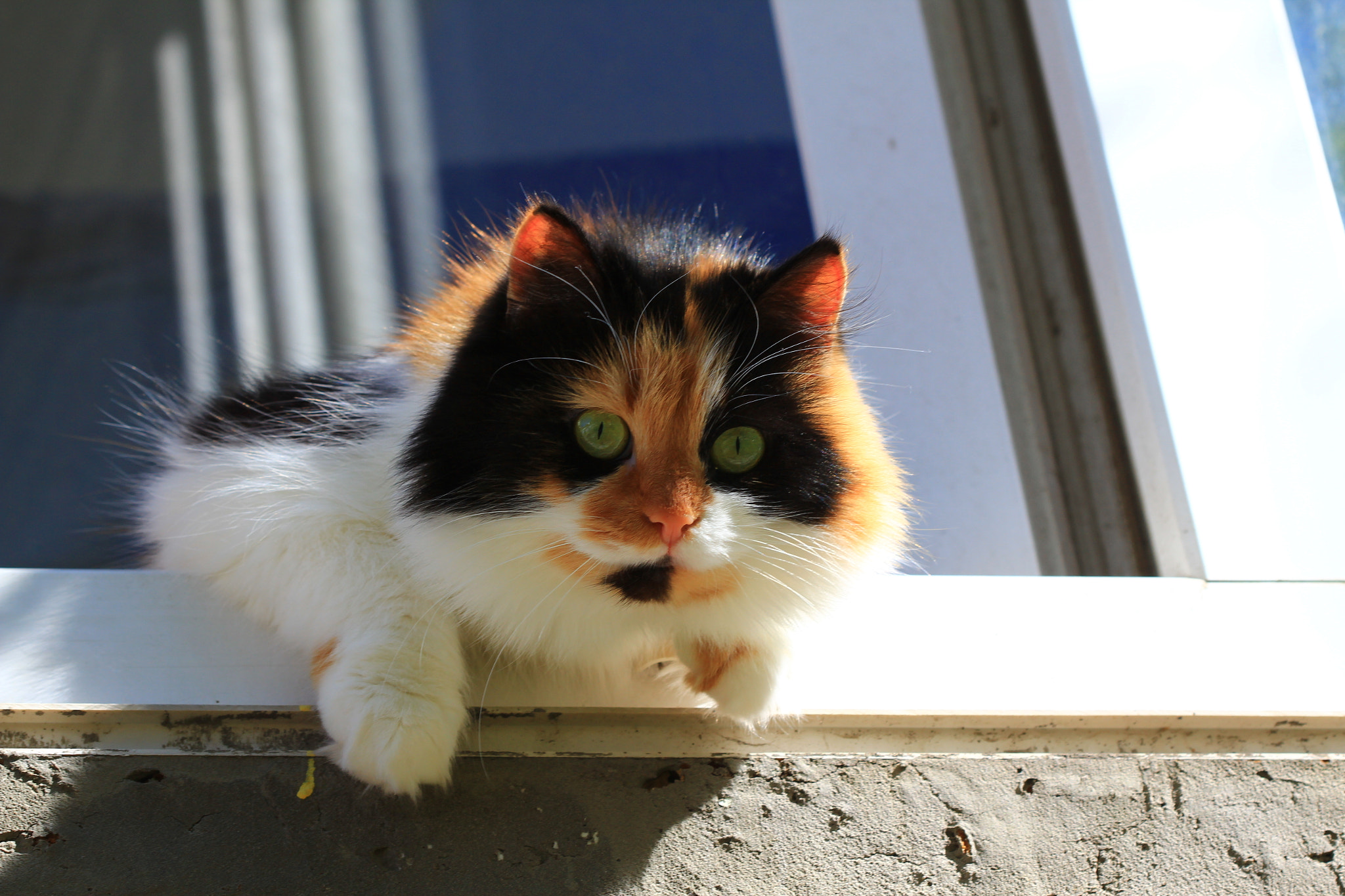 Canon EF 100mm F2.8 Macro USM sample photo. Cat photography
