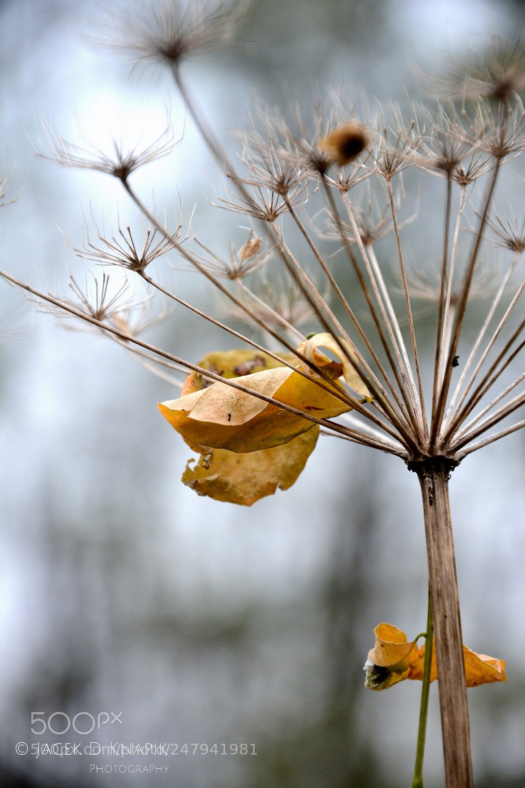 Nikon D7100 sample photo. G photography