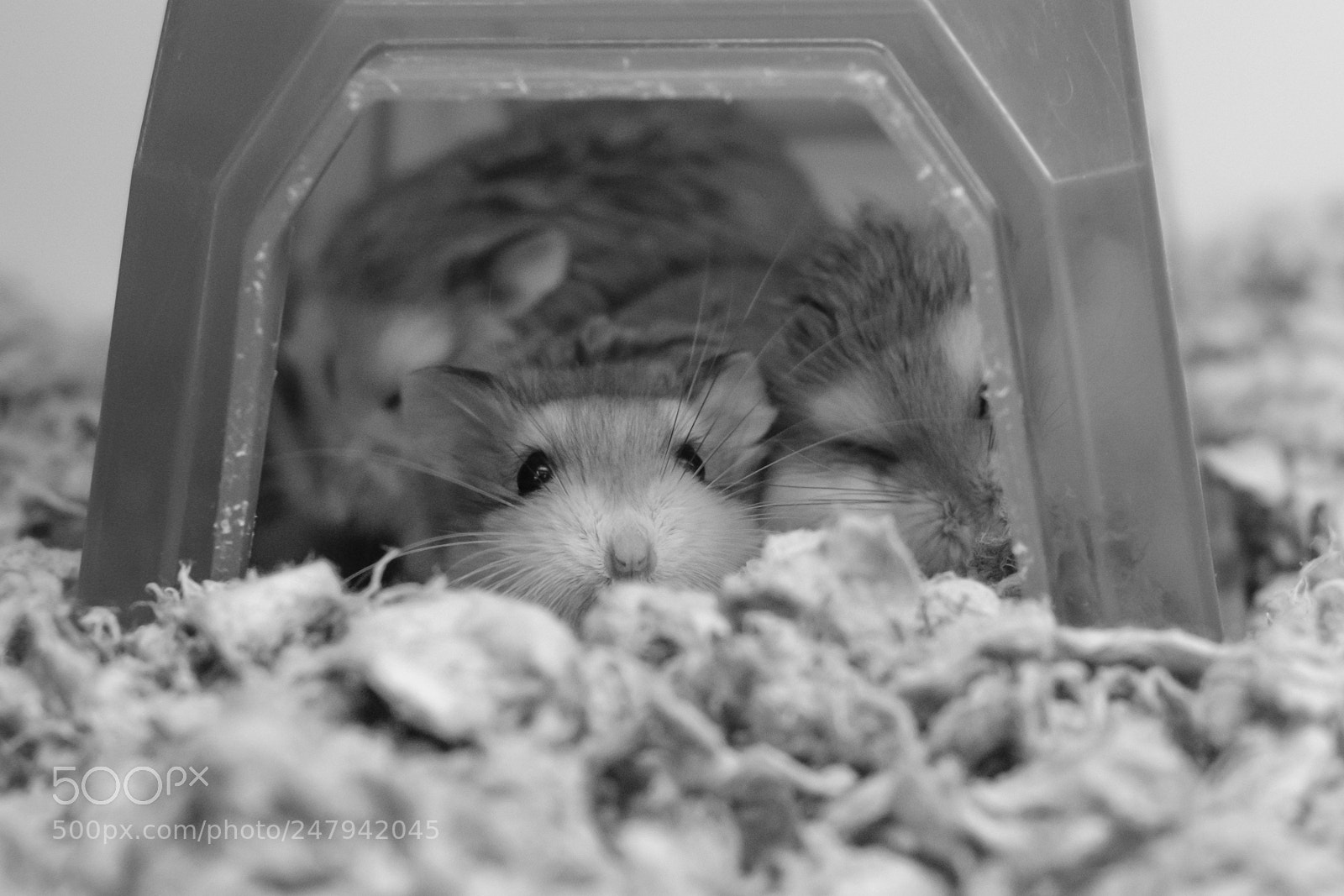 Fujifilm X-Pro2 sample photo. Cozy photography