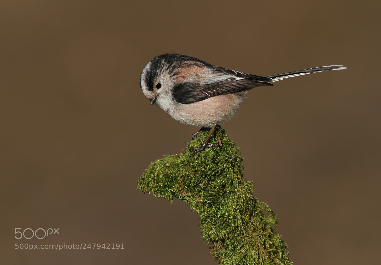 Canon EOS 7D sample photo. Long tailed tit photography