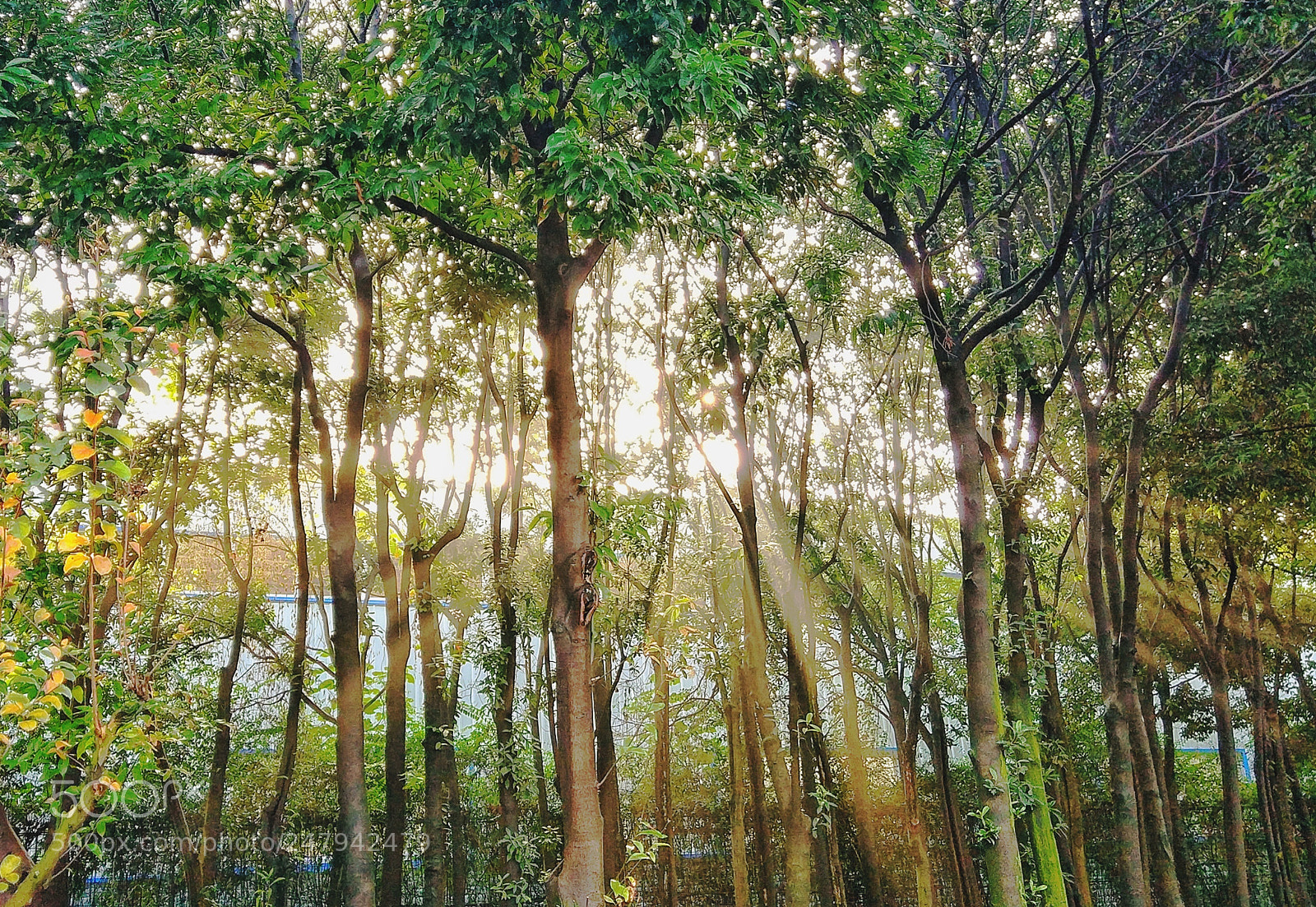 Xiaomi MI 5s sample photo. Untitled photography