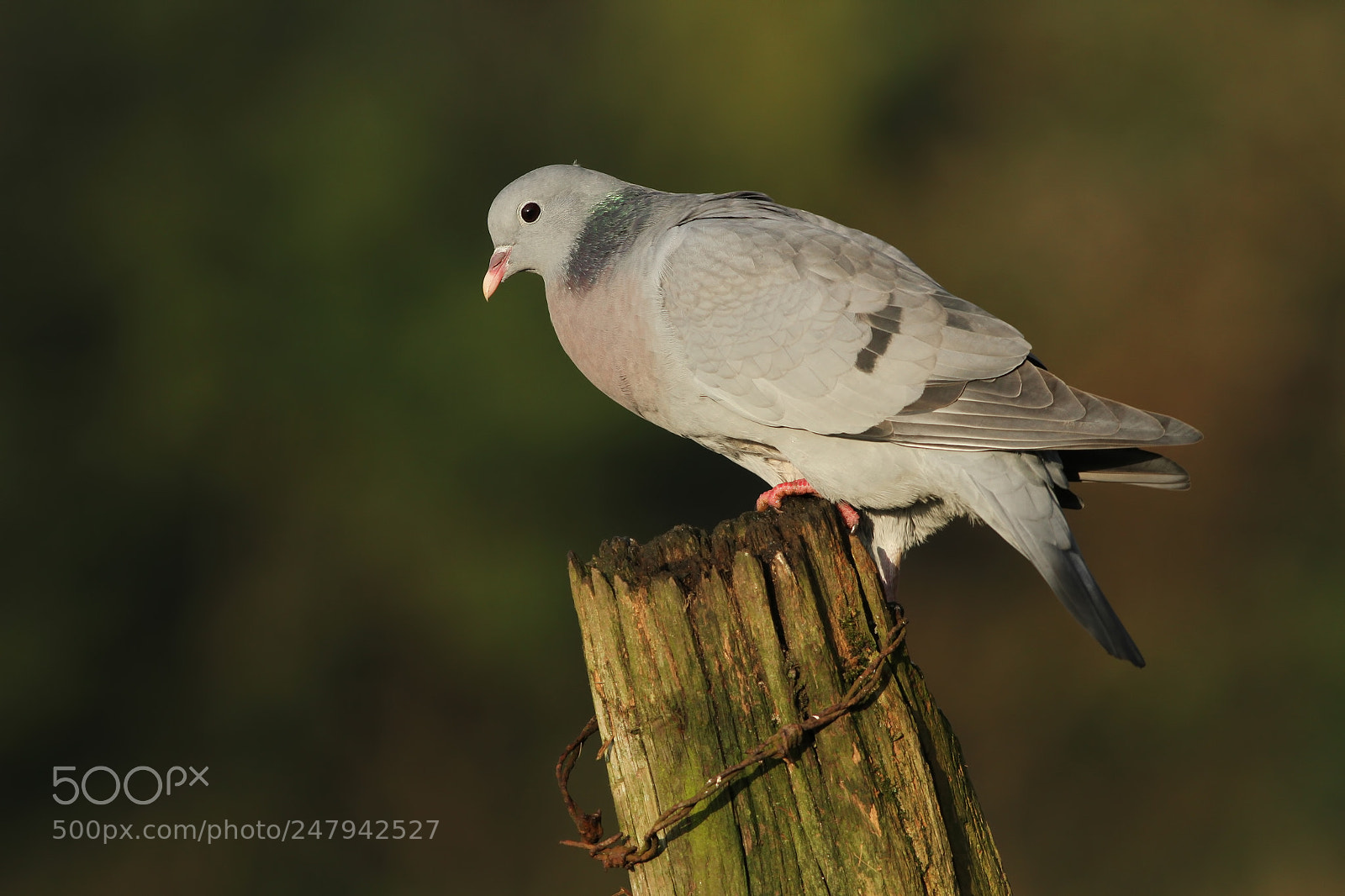 Canon EOS 7D sample photo. Stock dove photography