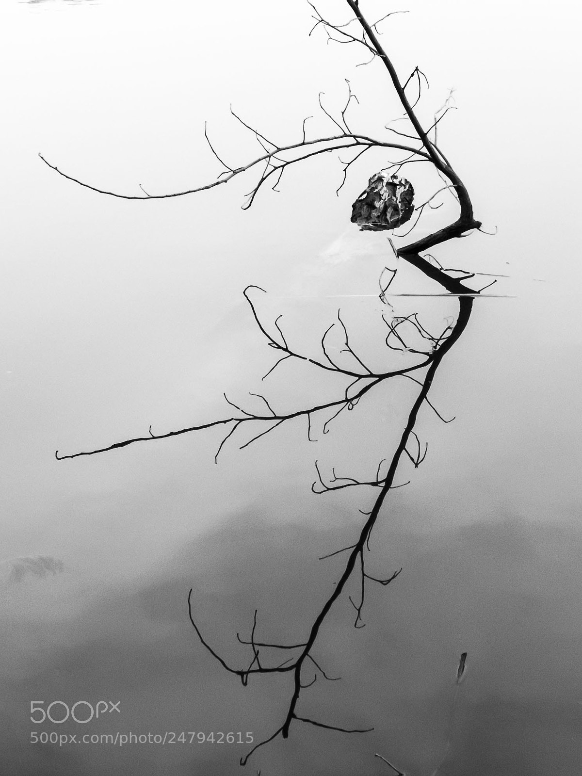 Canon PowerShot G12 sample photo. Inverted reflection in water photography