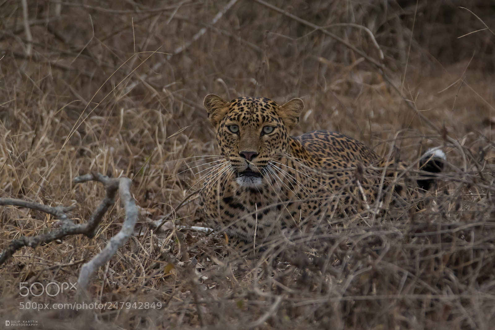 Canon EOS 7D Mark II sample photo. Leopard photography