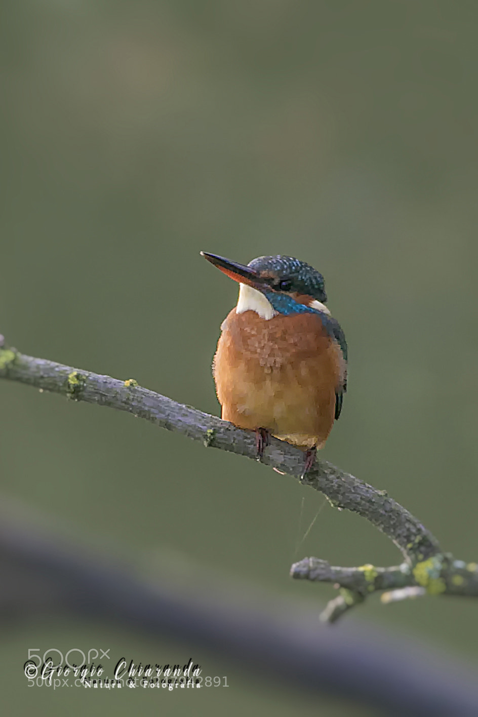 Canon EOS 7D Mark II sample photo. Alcedo atthis femmina photography