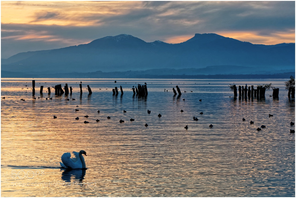 Panasonic Lumix DMC-GX7 sample photo. [ the swan ] photography