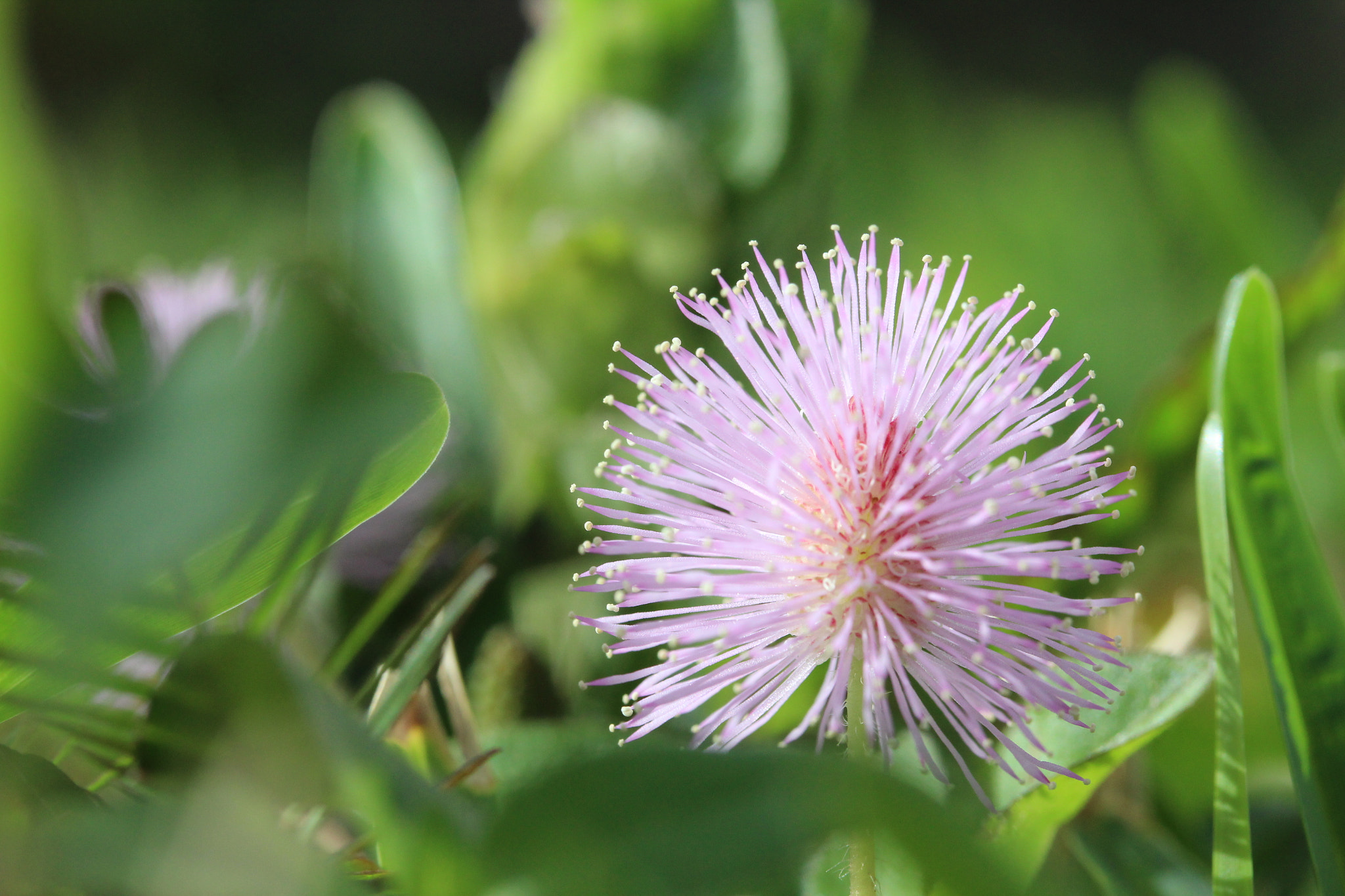 Canon EF-S 60mm F2.8 Macro USM sample photo
