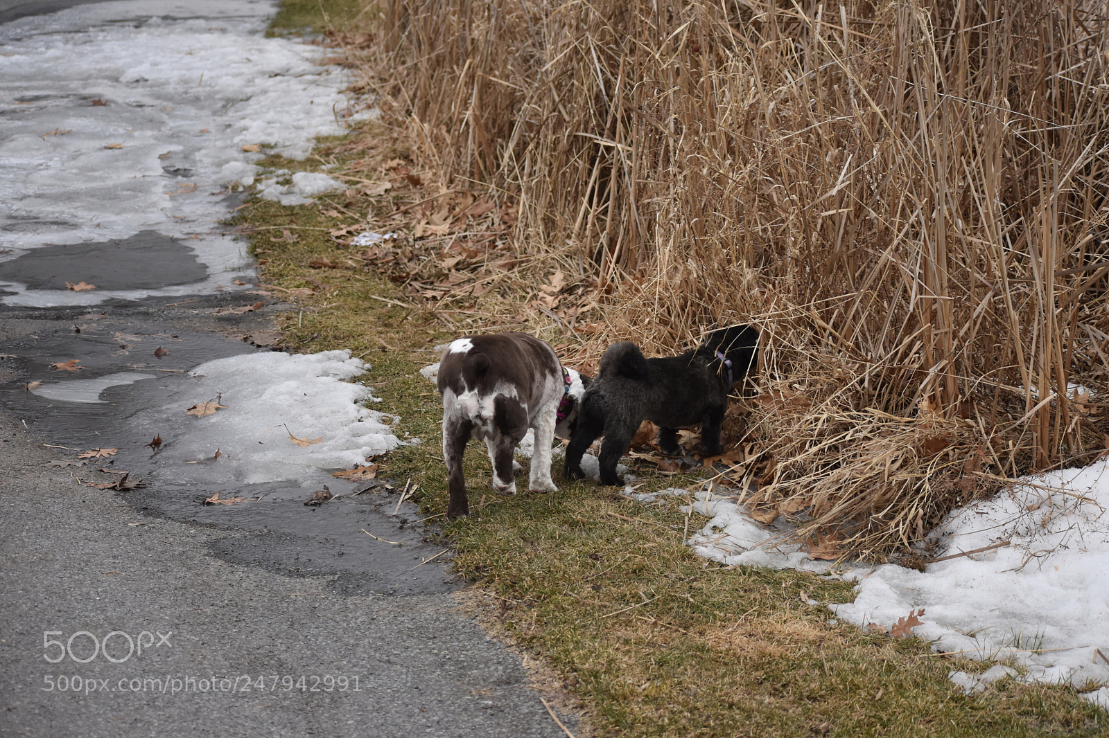 Nikon D3400 sample photo. You go first abby photography