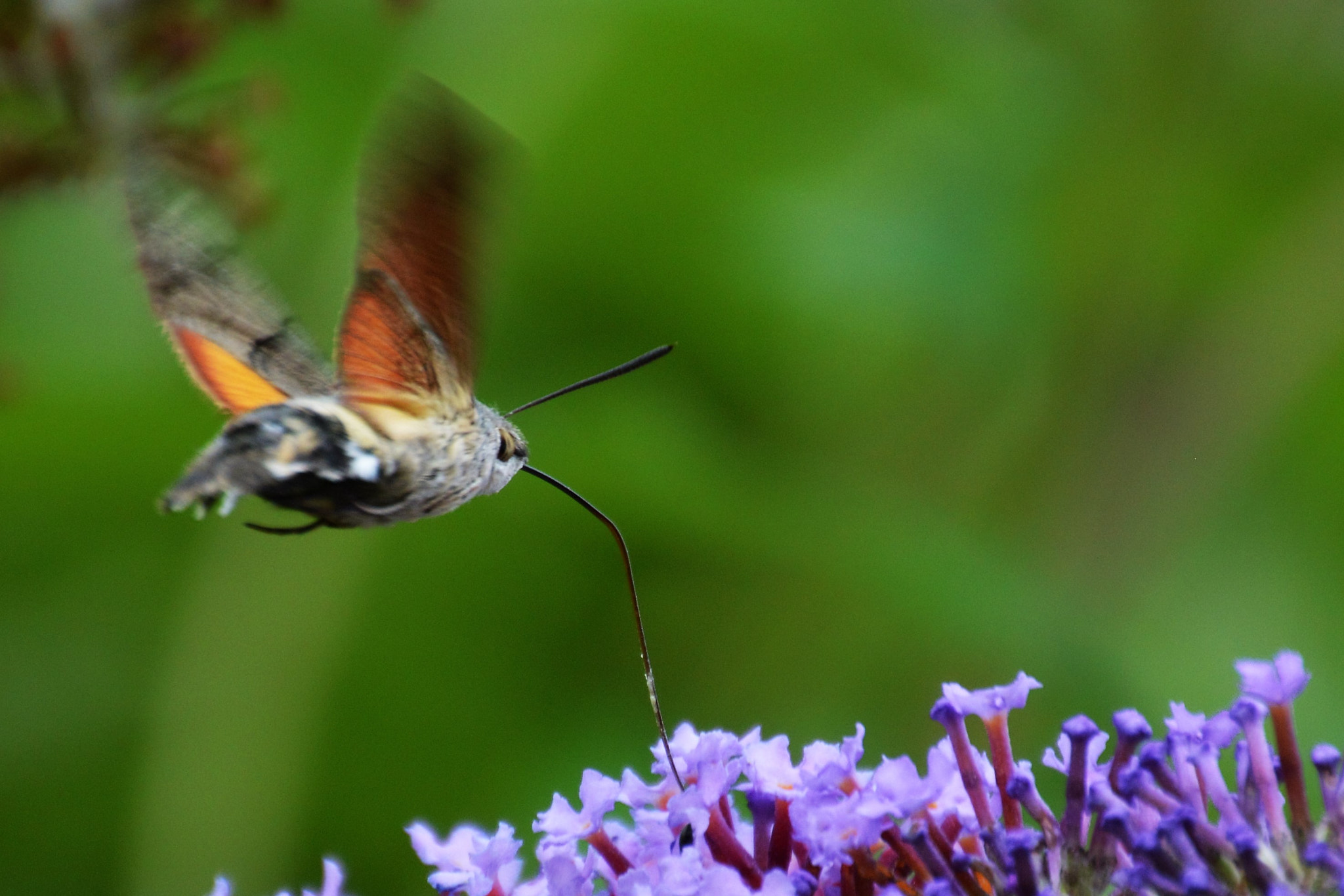 Nikon D3200 sample photo. Butterfly photography