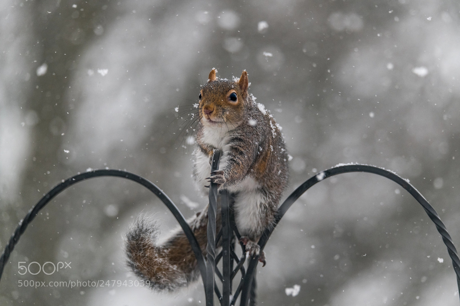 Nikon D850 sample photo. Cold squirrel! photography