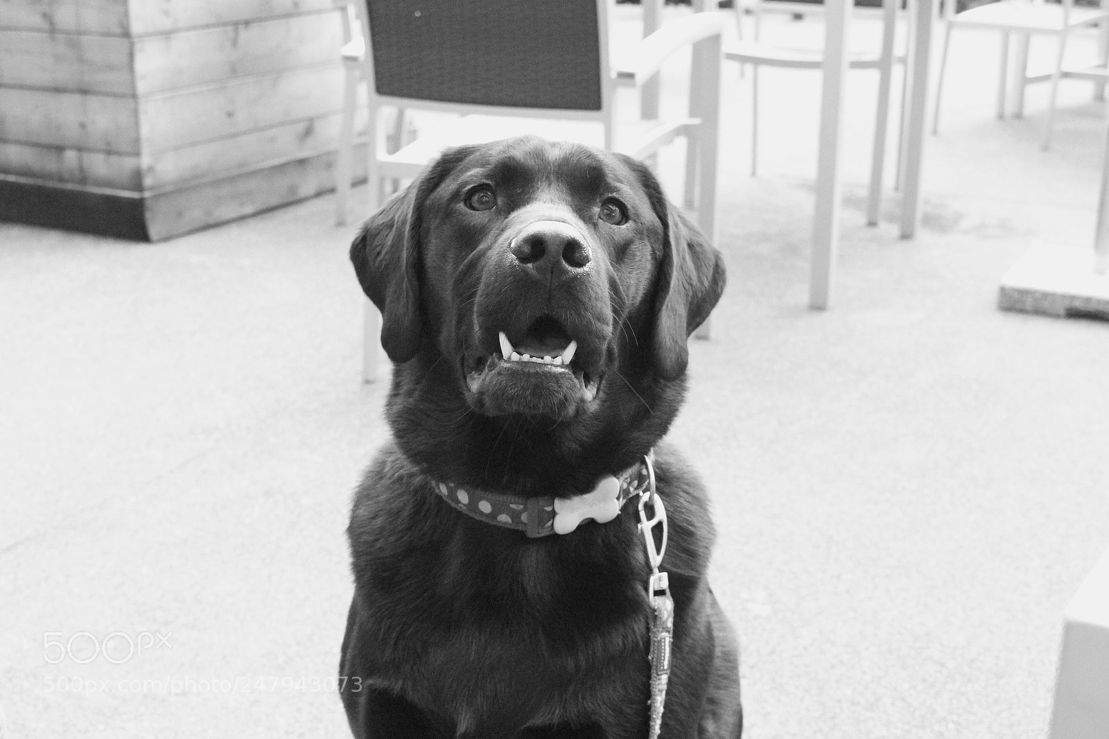 Canon EOS 700D (EOS Rebel T5i / EOS Kiss X7i) sample photo. Labrador photography