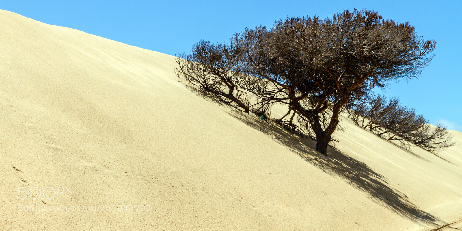 Canon EOS 7D sample photo. Fight for an ecological photography