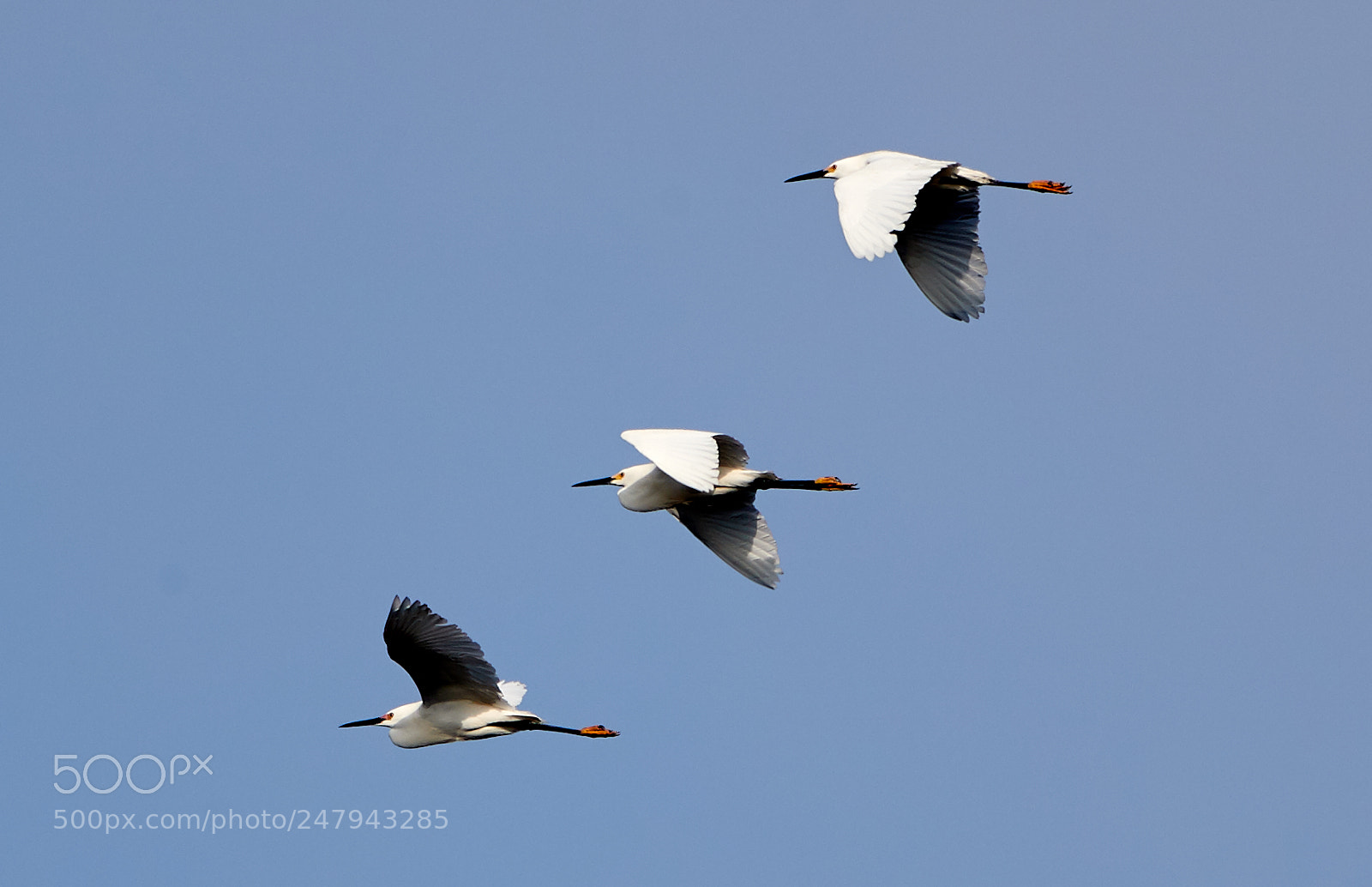 Canon EOS-1D X Mark II sample photo. 03-02-18-0005855.jpg photography