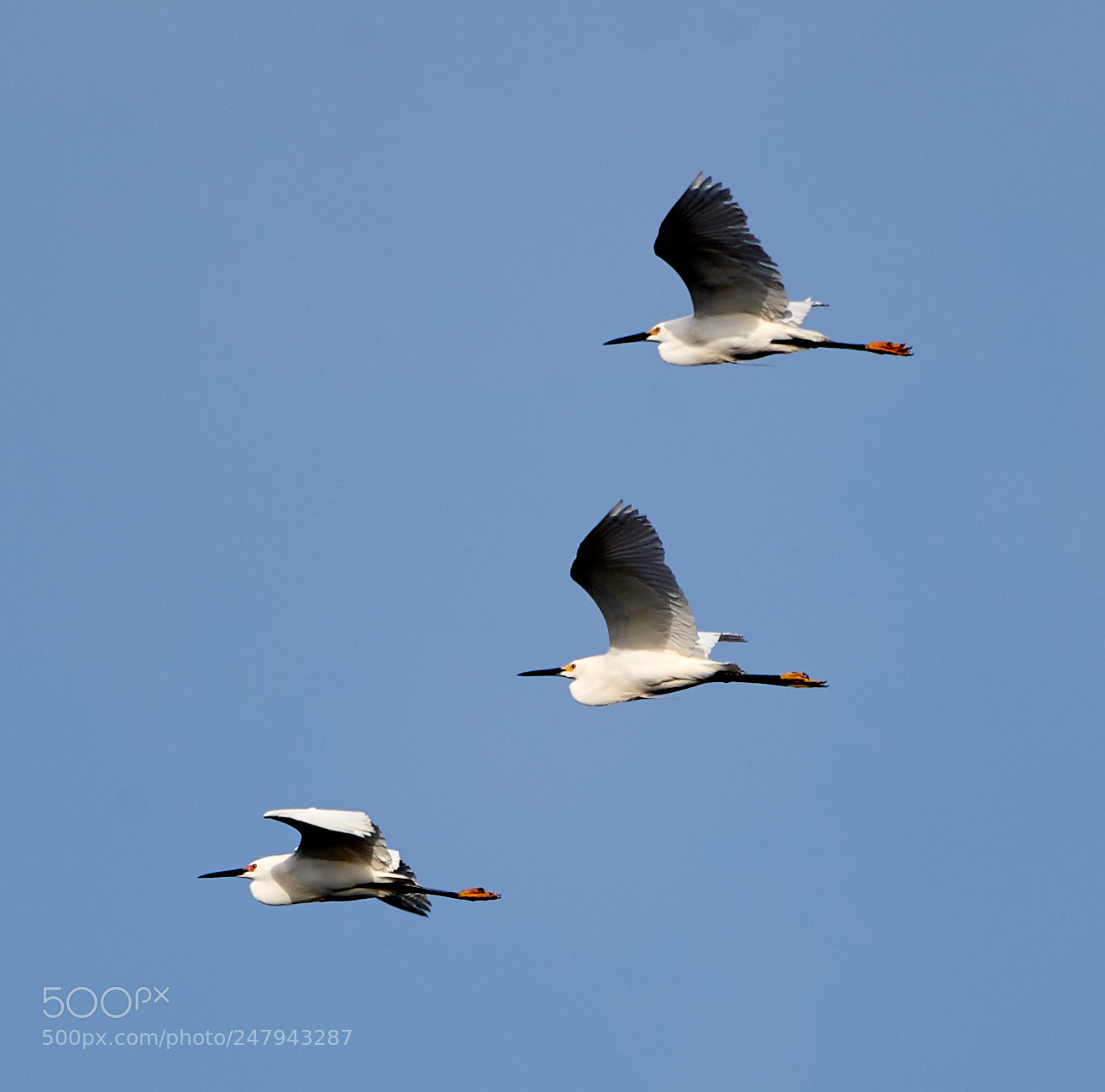 Canon EOS-1D X Mark II sample photo. 03-02-18-0005854.jpg photography