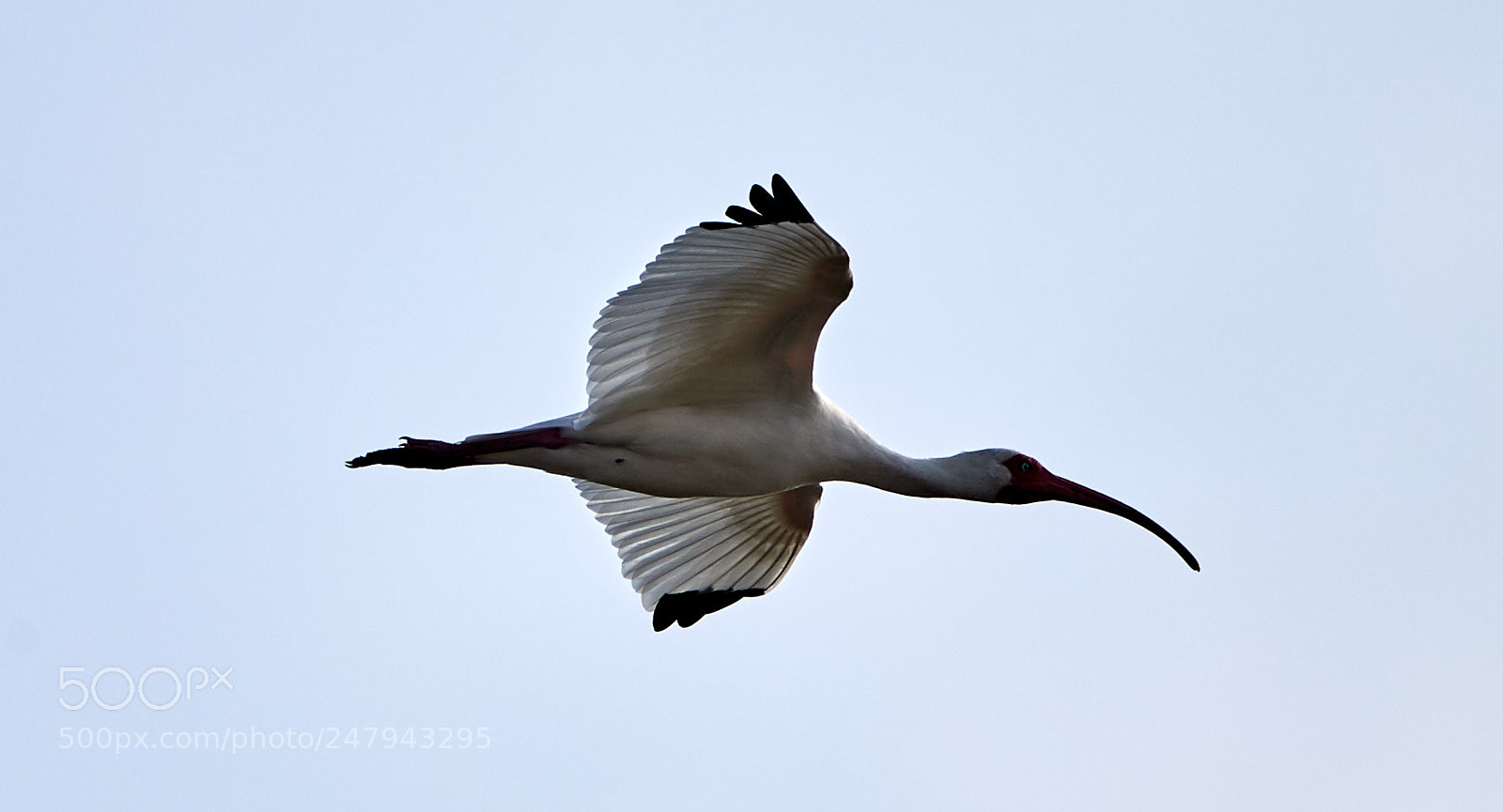Canon EOS-1D X Mark II sample photo. 03-02-18-0005849.jpg photography