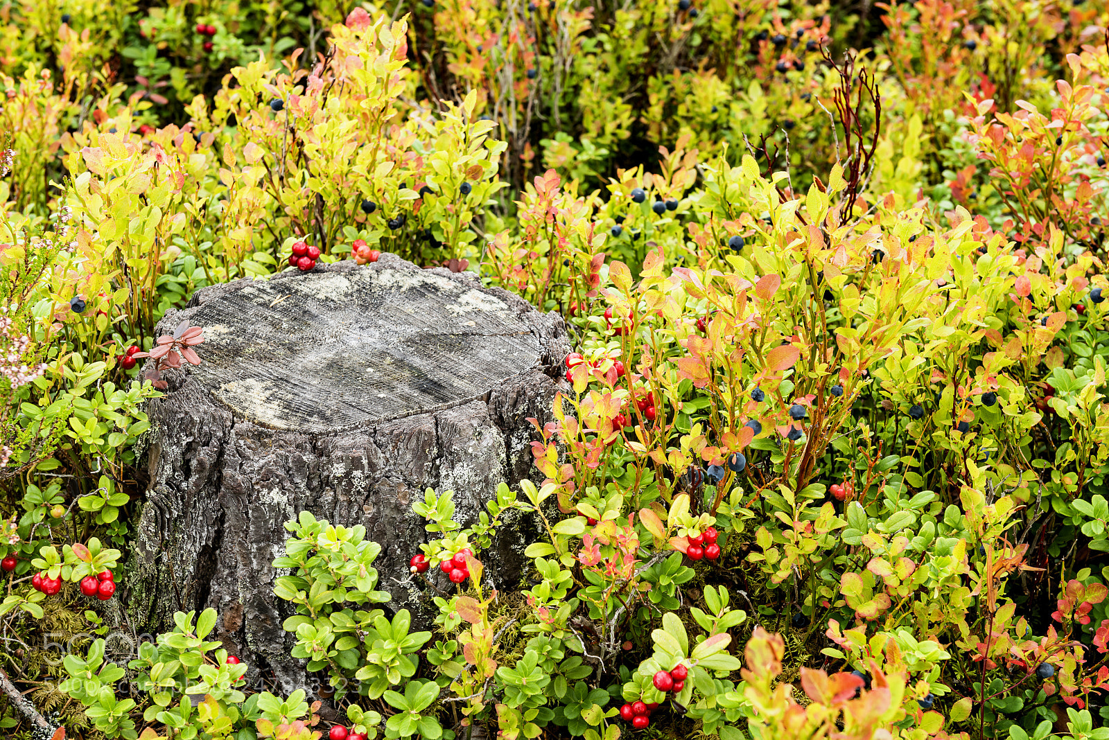 Nikon D800 sample photo. Bush blueberries and cranberries photography