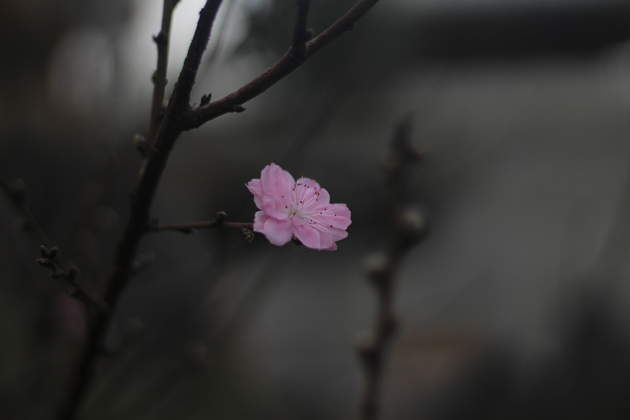 Canon EOS 100D (EOS Rebel SL1 / EOS Kiss X7) + Canon EF 50mm F1.8 STM sample photo. 🌸 photography