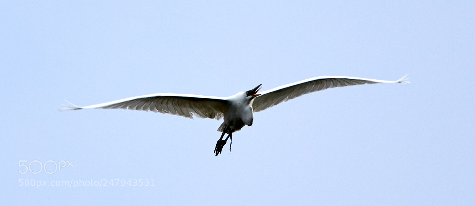 Canon EOS-1D X Mark II sample photo. 03-02-18-0005832.jpg photography