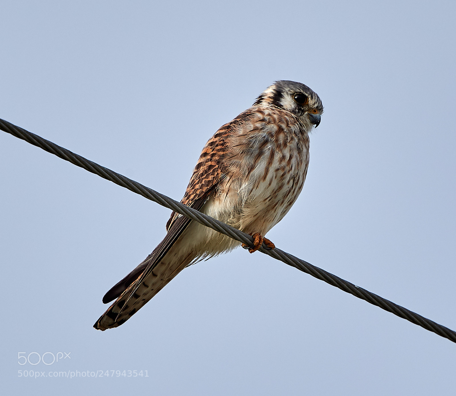 Canon EOS-1D X Mark II sample photo. 03-02-18-0005829.jpg photography