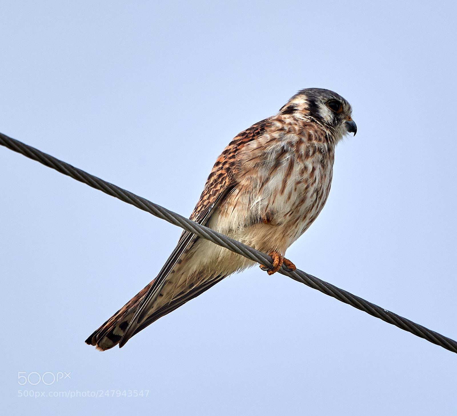 Canon EOS-1D X Mark II sample photo. 03-02-18-0005825.jpg photography