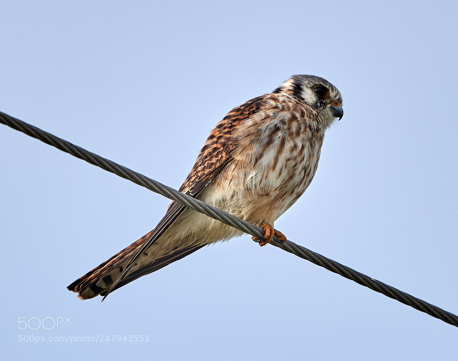 Canon EOS-1D X Mark II sample photo. 03-02-18-0005824.jpg photography