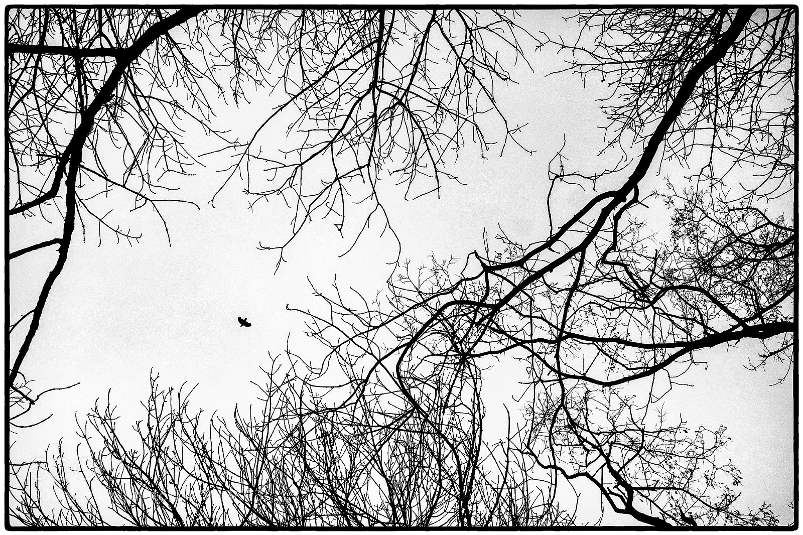 Fujifilm X-T1 sample photo. Schwarzer vogel photography