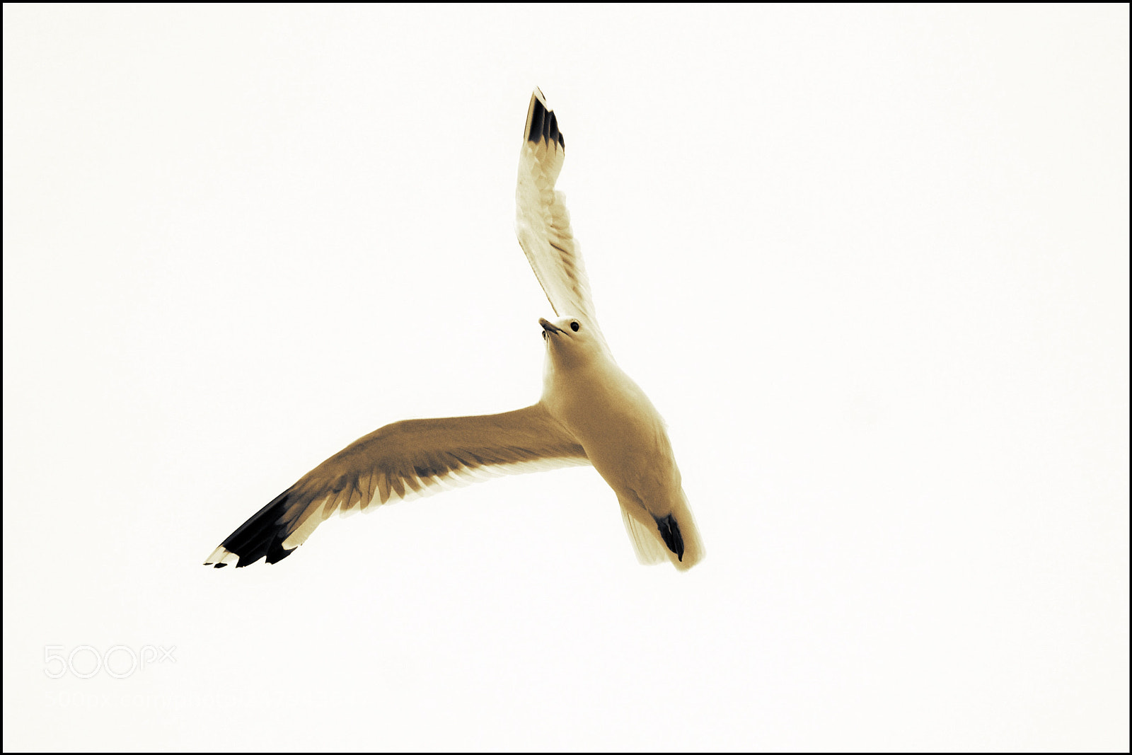 Nikon D3200 sample photo. Mouette photography