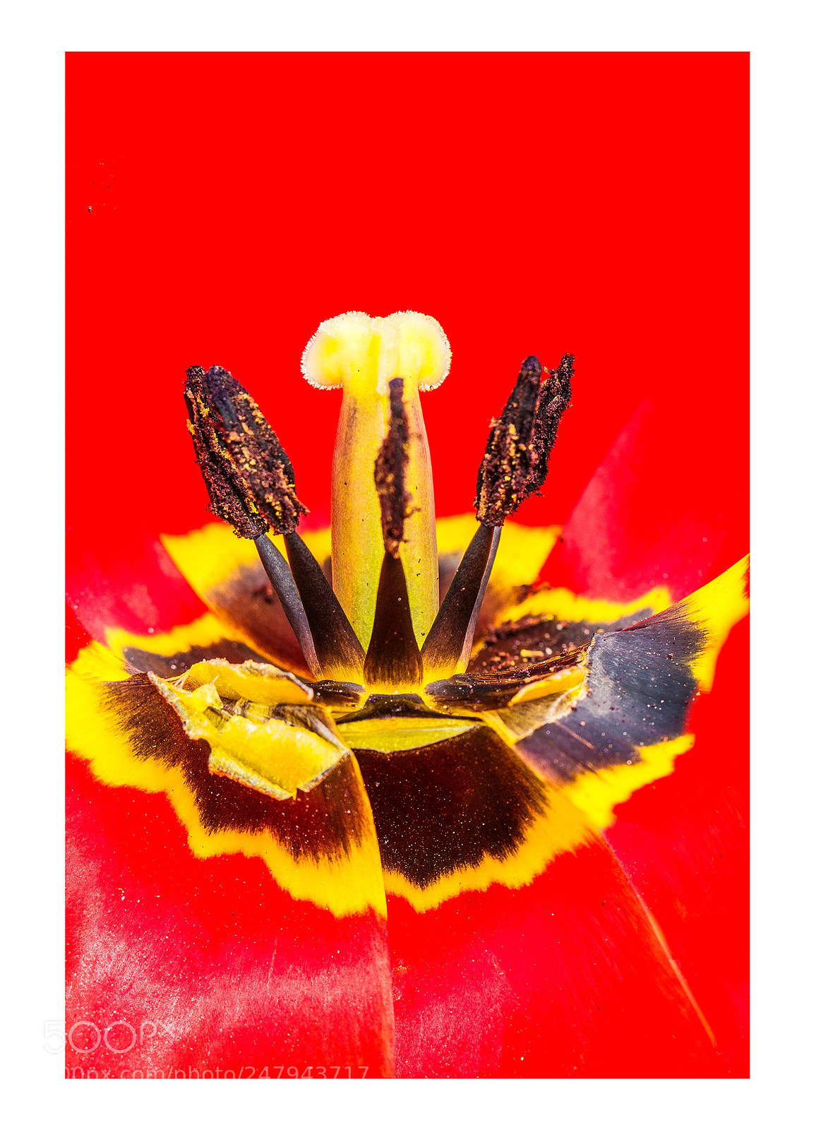 Nikon D7100 sample photo. Macro flower photography